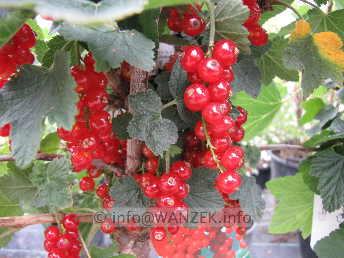 Johannisbeere Rovada.JPG